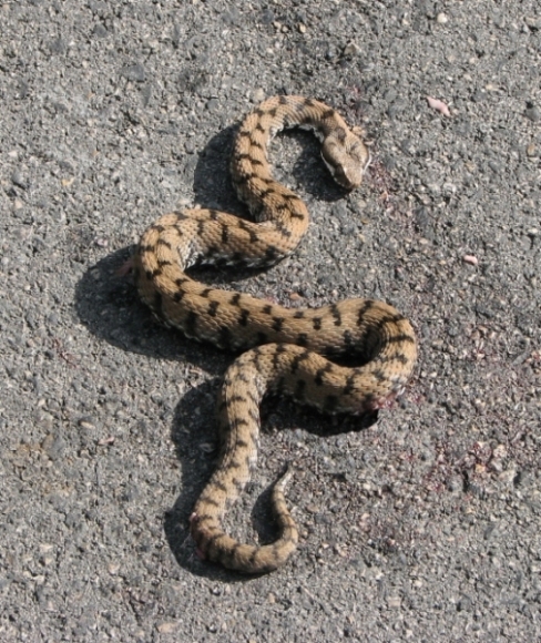 Vipera dell''Orsini?